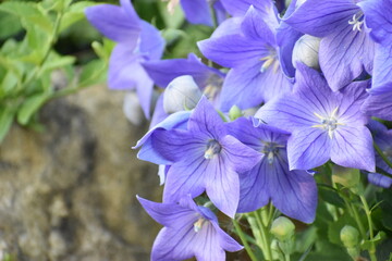 Blue balloon flower