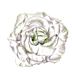 Obraz premium Large white flower. Rose or eustoma.