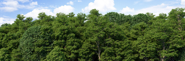 3D visualization of the background panorama of a deciduous forest. Detailed background of a park or reserve forest. Wide seamless panorama of the forest.