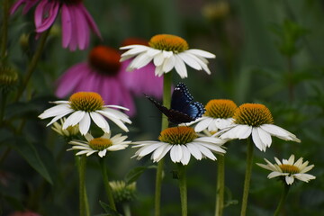 white coneflowers and blue butterfly