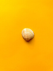 Sea shells on yellow background, summer vacation, top view 