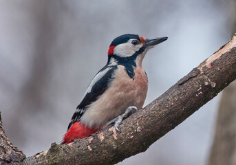 A large spotted woodpecker sits on a tree