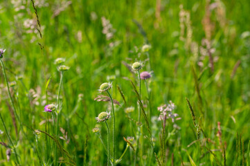 Flowers on a green meadow