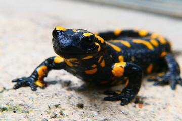 Feuersalamander, Salamandra slamandra (25)