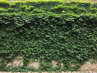 Green ivy covers an old brick wall, creating a lush and leafy texture. Generative AI.