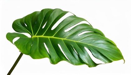 tropical green leaves philodendron heartleaf plant isolated on white background clipping path included
