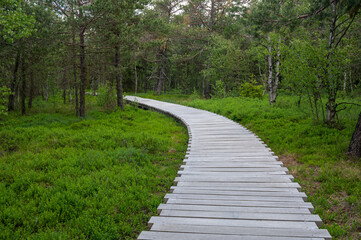 Obraz premium Wooden footbridge in a bog