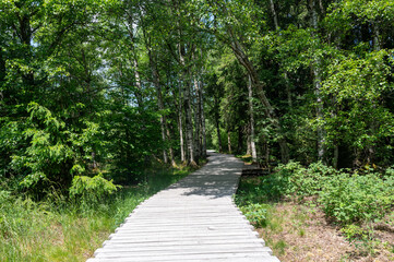 Obraz premium Moor landscape with wooden path