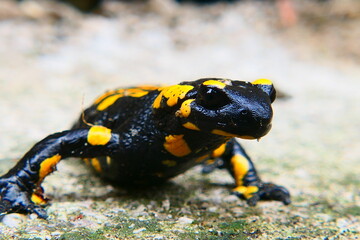 Feuersalamander, Salamandra slamandra (16)