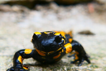 Feuersalamander, Salamandra slamandra (15)