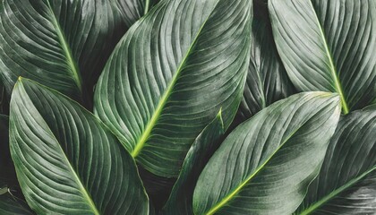 leaves of spathiphyllum cannifolium abstract monochrome texture nature background tropical leaf - obrazy, fototapety, plakaty