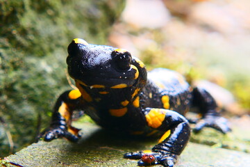 Feuersalamander, Salamandra slamandra (13)