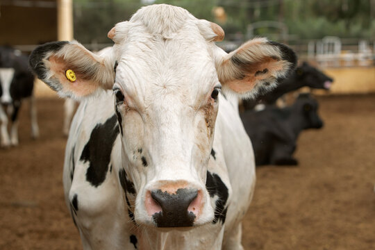 A close-up photo of a young white cow with black spots. The topic of animal husbandry, animal care and agriculture