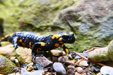 Feuersalamander, Salamandra slamandra (4)