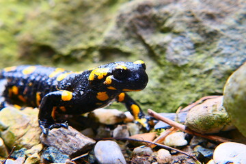 Feuersalamander, Salamandra slamandra (2)