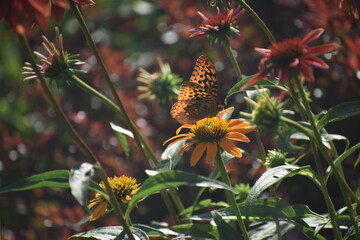 Butterfly on orange coneflower