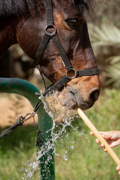 A close-up photo of a horse drinking water from a hose. The topic of animal husbandry, equestrian sports and agriculture