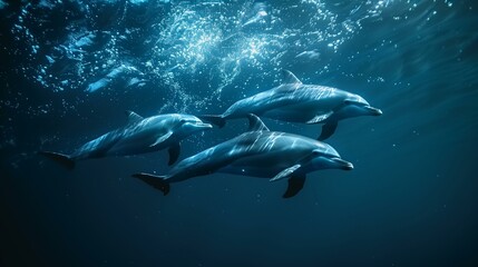 Pod of Dolphins Swimming Underwater - obrazy, fototapety, plakaty