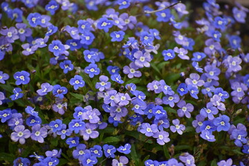 Blue flowers