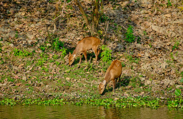 Hog deer grazing at Kaziranga National Park, Assam, India