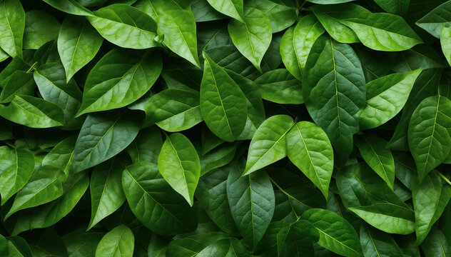  lush green leaves background with detailed veins and vibrant colors