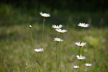 Wild daisy