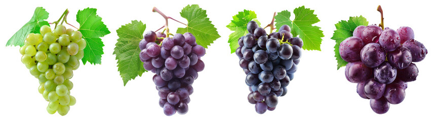 Fototapeta premium A set of Grapes, green and purple grapes, 4 stages of grape development to maturity, grapes on transparent background, fresh fruit, fruits. Created with Generative AI.