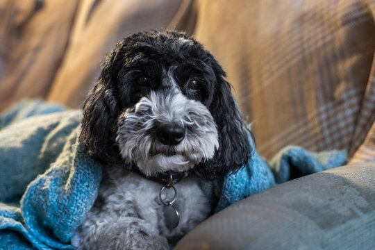 Black and white cockapoo lying down under her blue blanket on the sofa