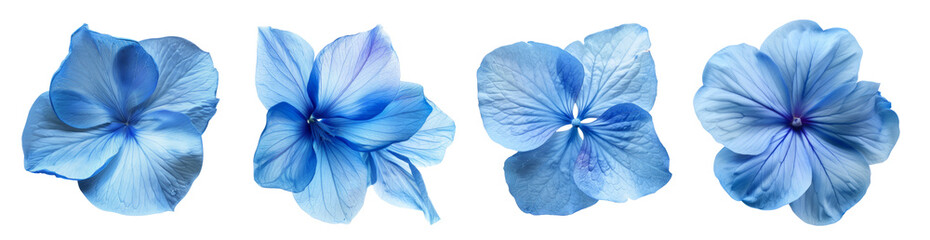 A set of blue hydrangea flowers on a transparent background. Blue beautiful flowers, aesthetic design materials, natural design materials. Created with Generative AI.