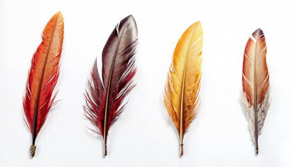 beautiful set of four feathers in red, brown, orange, and yellow