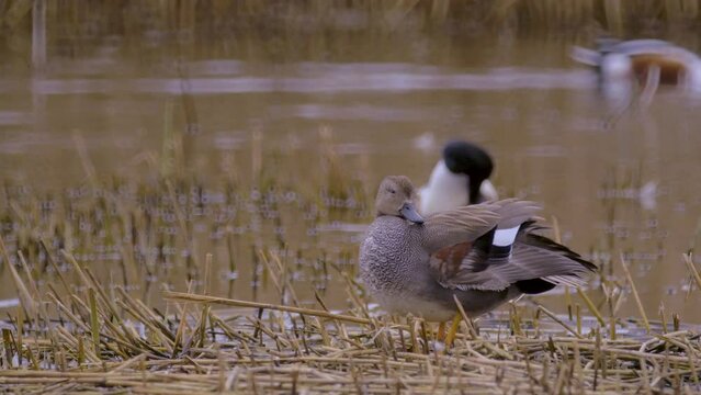 nature, bird, male gadwall duck preening while standing on reed stubble in middle of open water, shovelers in background