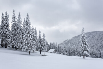Lawn and forest. Old wooden hut on the lawn covered with snow. Pine tree in the snowdrifts. Snowy background. Nature scenery. Winter minimalistic landscape.