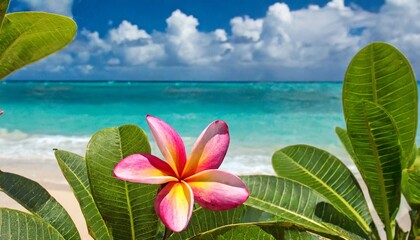 Fototapeta na wymiar pink rainbow plumeria flower isolated on caribbean sea background