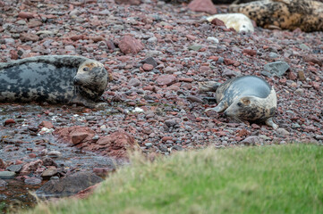 Grey Seals female on the beach at St Abbs Head, ScotlandGrey Seals female on the beach at St Abbs Head, Scotland