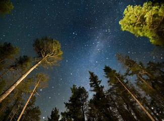 Astro photography in the forest. View from the sky at night, full of stars.