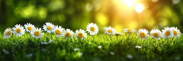 Spring background, daisies on a green field