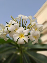 white plumeria flower