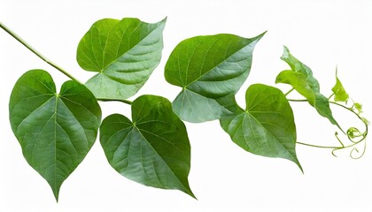 Fototapeta na wymiar wild morning glory leaves jungle vines isolated on white background clipping path included