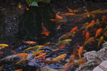 Obraz na płótnie Canvas fish in the pond