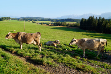 cows grazing on the lush green alpine meadows with scenic alpine lake Attlesee and the Bavarian Alps in the background in Nesselwang, Allgaeu or Allgau, Bavaria, Germany	