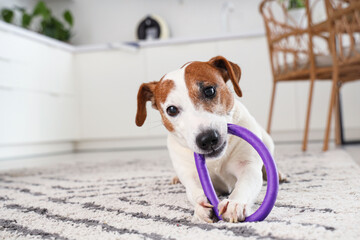 Cute Jack Russell terrier chewing toy in kitchen