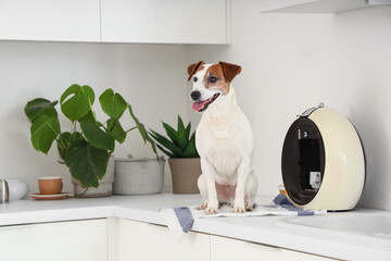 Cute Jack Russell terrier on counter in kitchen