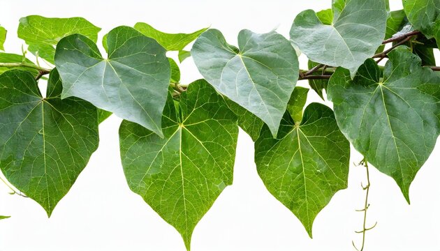 plant vine green ivy leaves tropic hanging climbing isolated on white background clipping path
