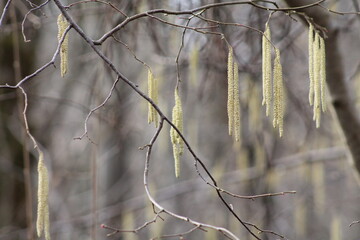 alder catkins in early spring