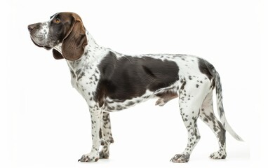 With an elegant pose, this Basset Bleu de Gascogne's sleek tricolor coat and keen eyes reflect a noble character. The dog's distinctive white and black speckled pattern is striking.