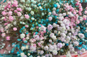 Background of colorful gypsophila flowers. Close-up of fresh flowers. Sale of bouquets of flowers.