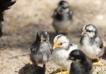 Young chickens in the grass