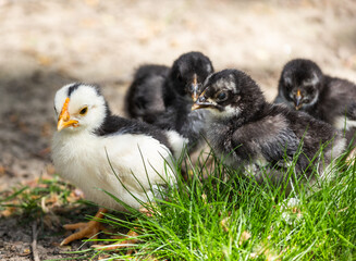 Young chickens in the grass