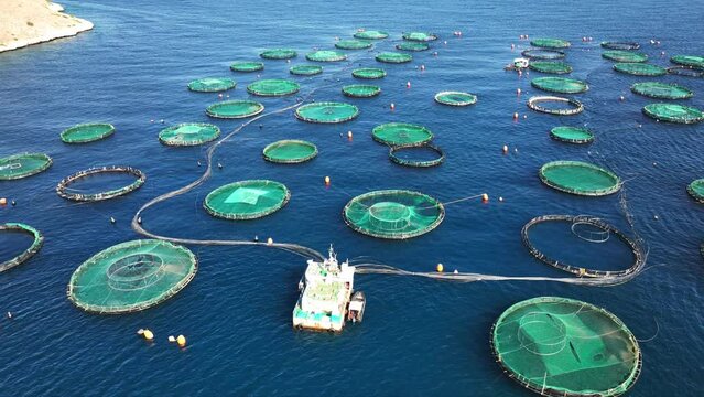 Aerial drone video of self feeding fish farming unit of sea bass and sea bream with round net cages in Anemokambi bay area near Galaxidi, Greece