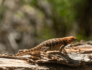 Large Lizard Crawls Across Trunk of Fallen Tree